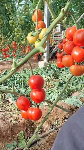 Fresh organic ingredients